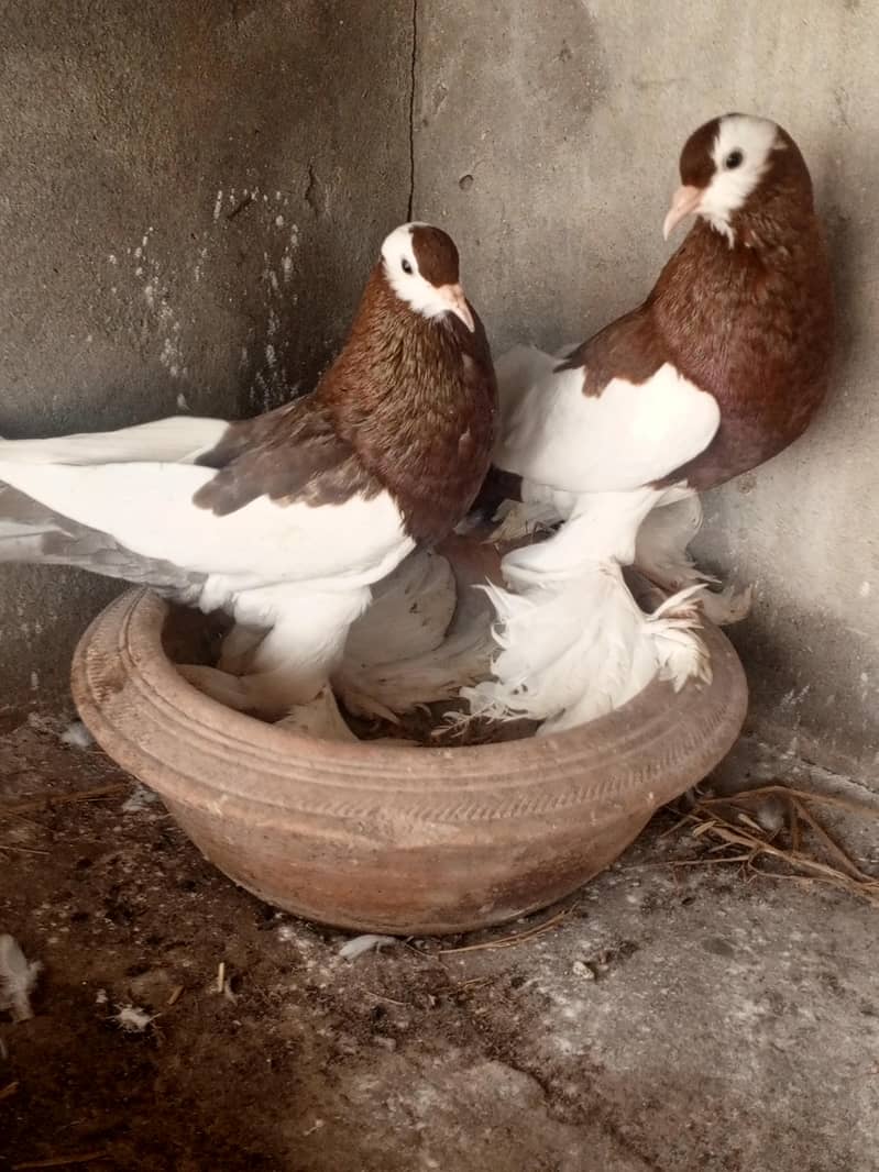 Red pouter breeder Pair 0