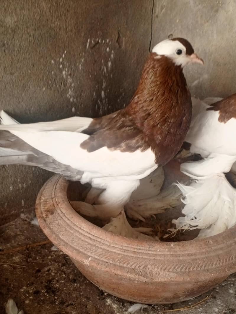 Red pouter breeder Pair 1