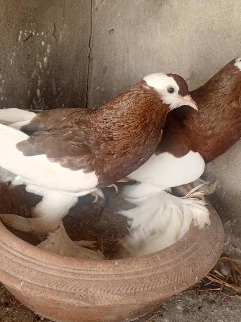 Red pouter breeder Pair 2