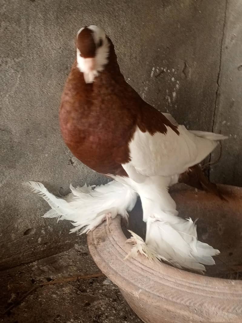 Red pouter breeder Pair 3