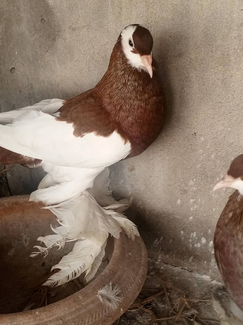 Red pouter breeder Pair 4