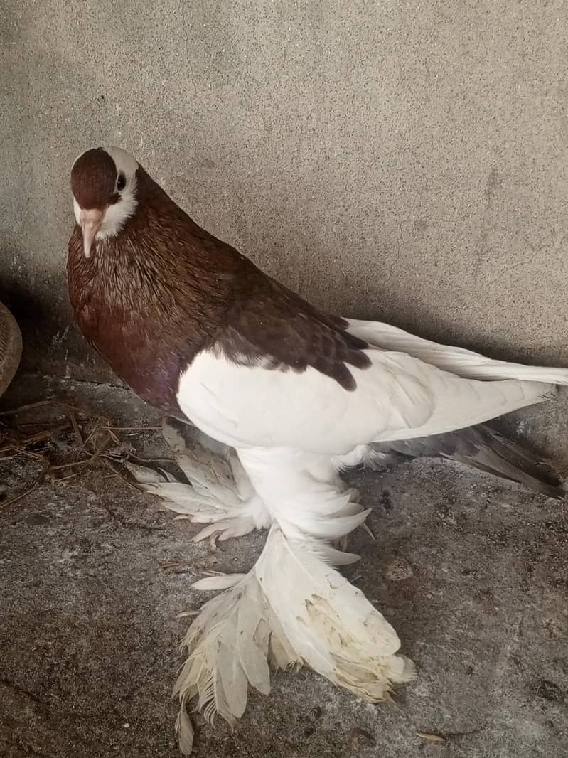 Red pouter breeder Pair 5