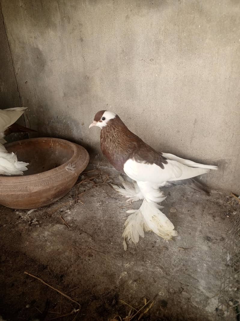 Red pouter breeder Pair 6