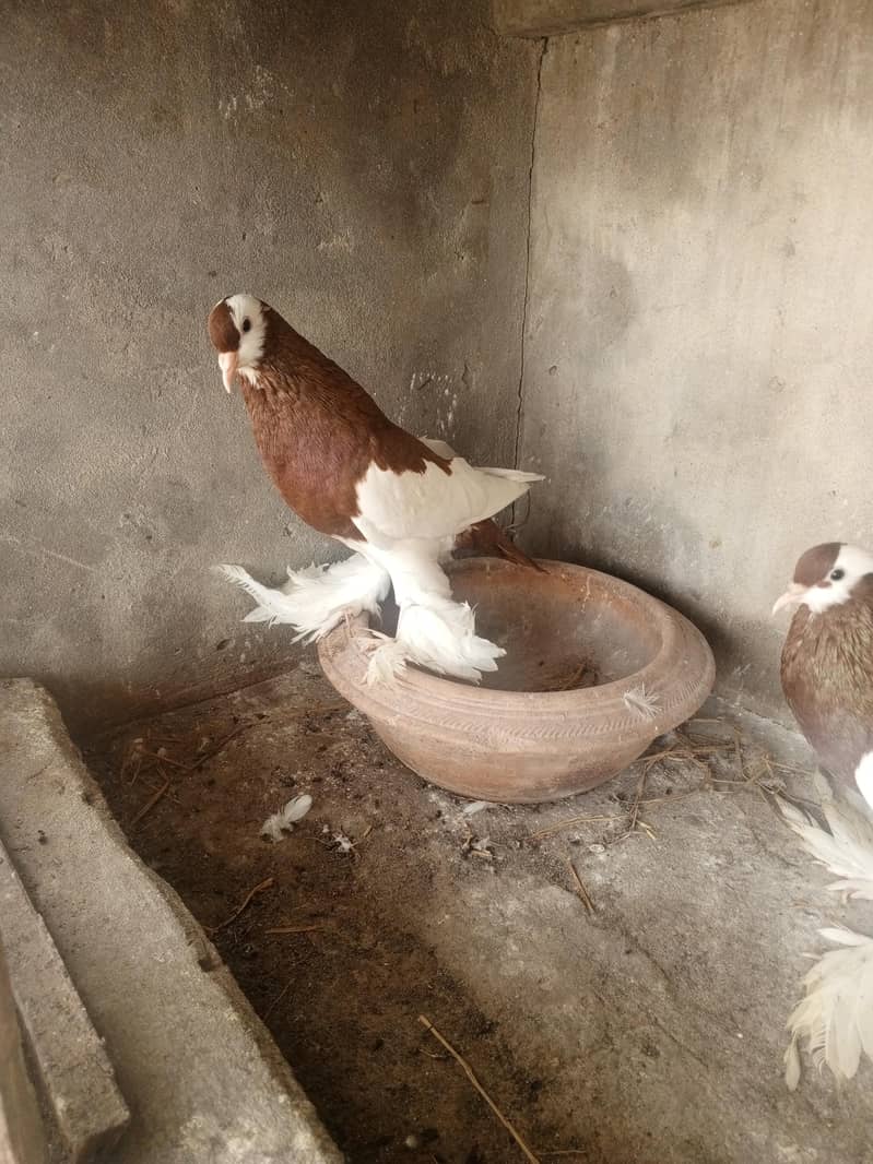 Red pouter breeder Pair 7