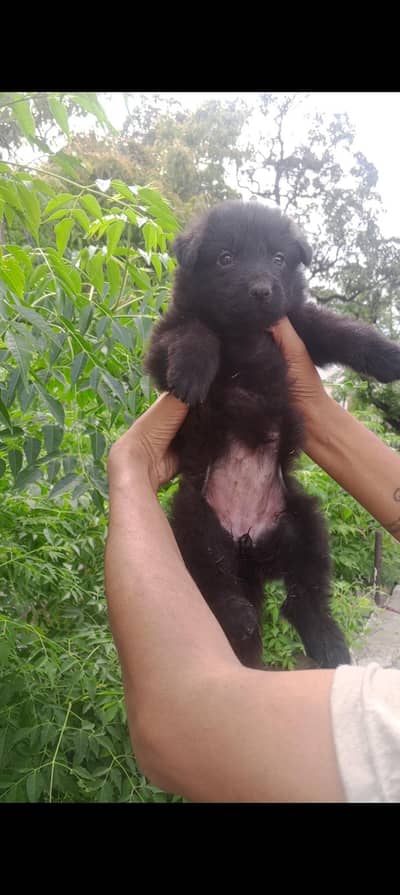 black shepherd female puppy