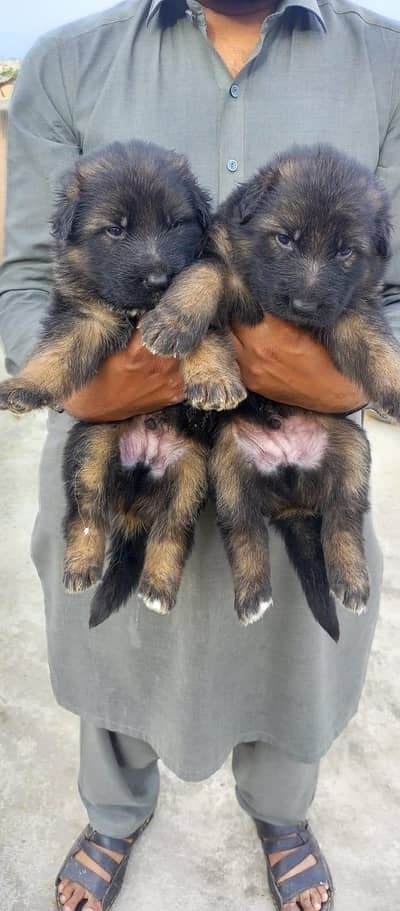 German shepherd puppies