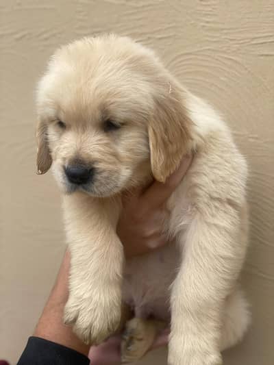 Golden Retriever Pedigreed puppies|| male