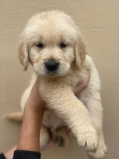 Golden Retriever Pedigreed puppies|| male