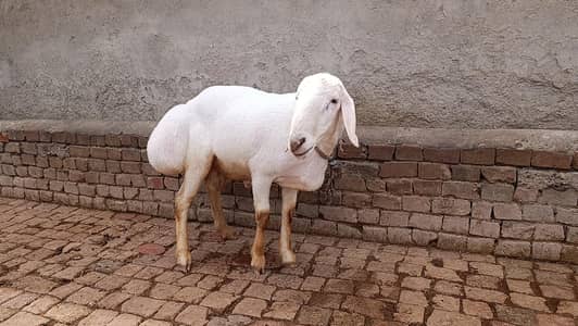 Talagangi Dumba for sale