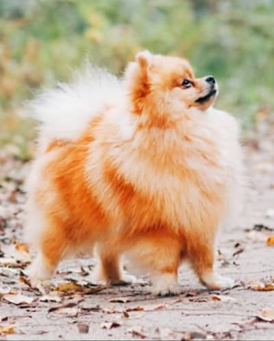 for stud Pomeranian male