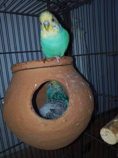 4 Australian pairs avaliable