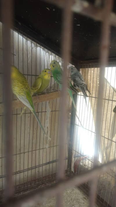 budgies for sall
