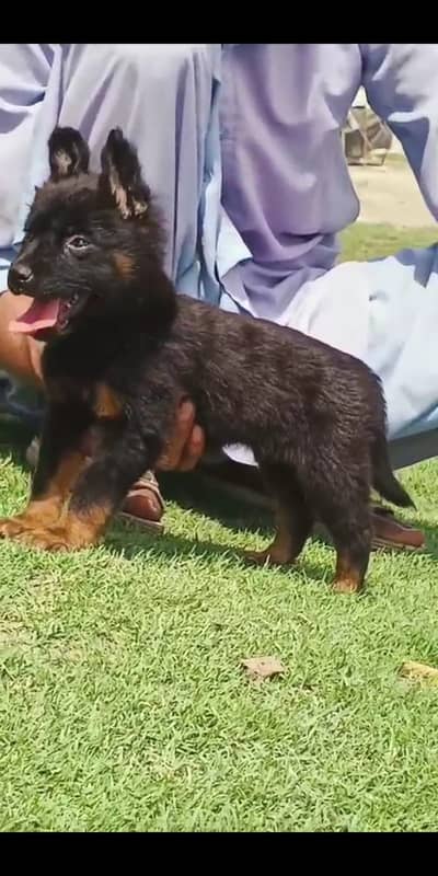 German Shepherd puppy | Long Coat puppies | Dog For Sale | GSD