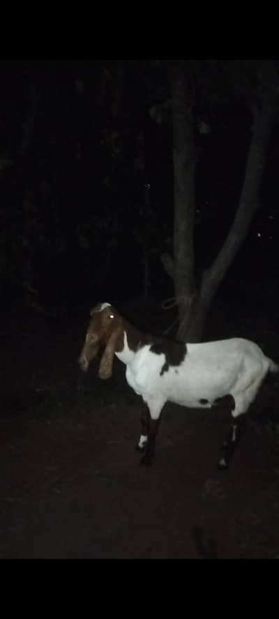 beetal goat for sale achi hights or length main h