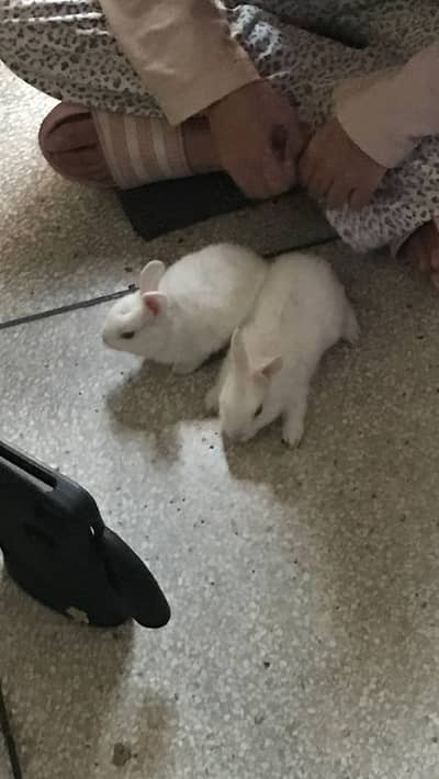 Cute little baby tame rabbits forsale