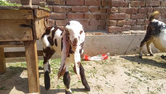 1 rajanpori female  3rd timer with 2 kids 03007655565