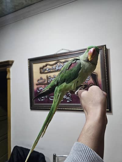 super hand tame super healthy raw feady for 1st Breed Alexand