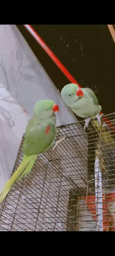 hand Tame RAW Parrot