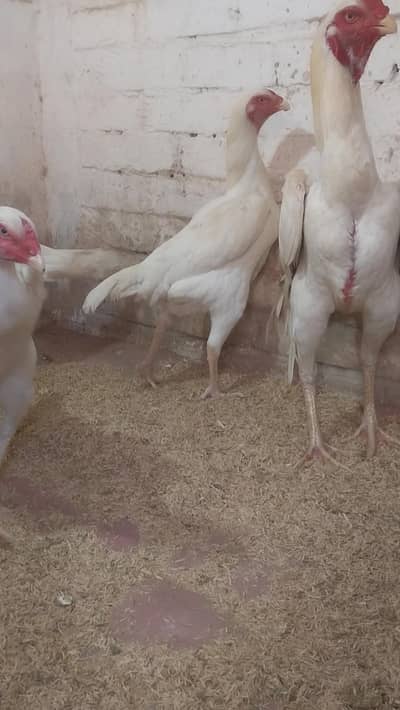 shamo available pure shamo 1.5 months  chicks available ha