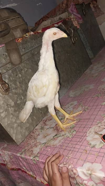 shamo available pure shamo 1.5 months  chicks available ha