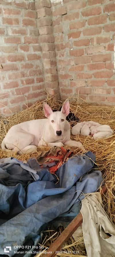 Gultair female peure  granti wali madi ha