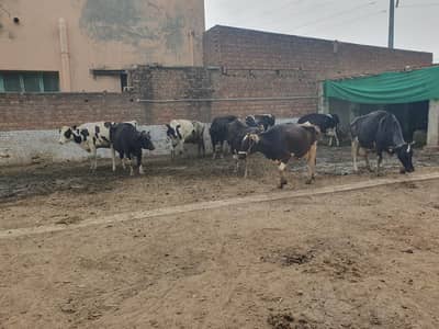 77 LAKH 10  COWS | Bachry | Milk | Jersey Friesen /cow