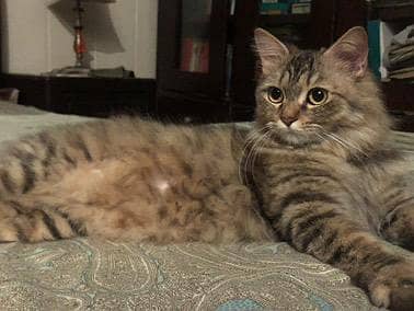 Persian cat for sale-urgent