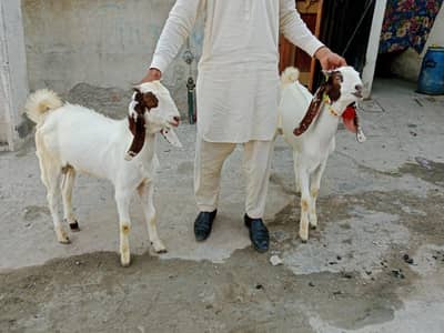goat male Rajan puri 2 goat urgent for sale