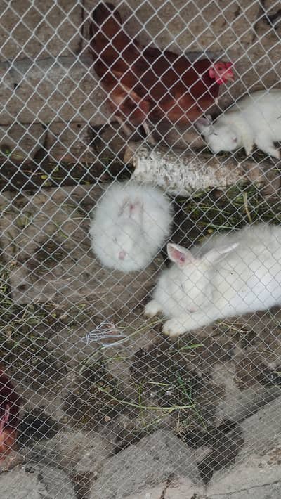 Angora Red Eyes Rabbit