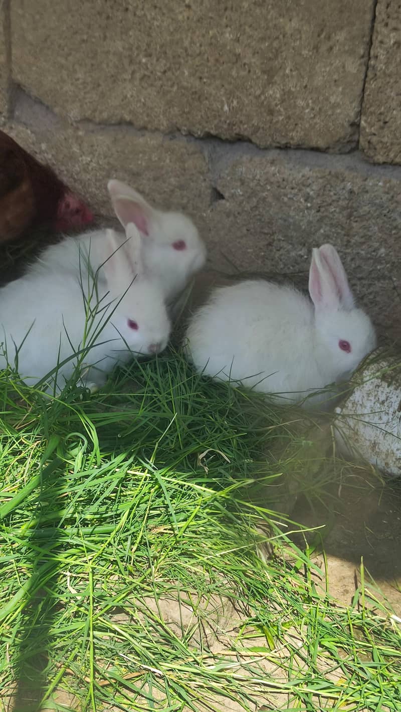 Angora Red Eyes Rabbit - Rabbits - 1112769295