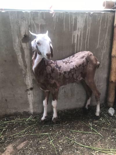 Qurbani k khassi Bakre