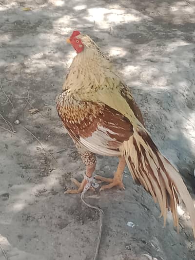 mean wali aseel band jorh mazbot Murga