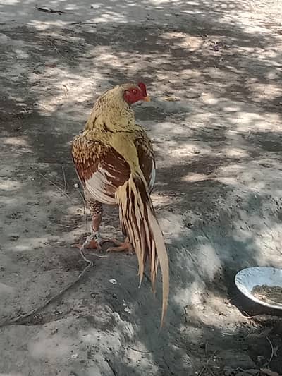 mean wali aseel band jorh mazbot Murga