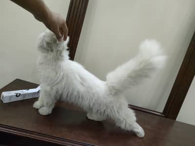 Punch Face Female Cat