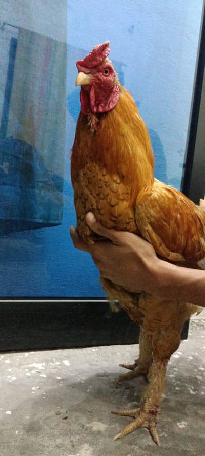 Hens pair For Sale Price  18000 Golden Buff Healthy