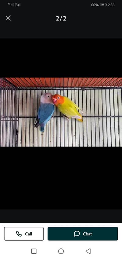 3 pairs are available for this time