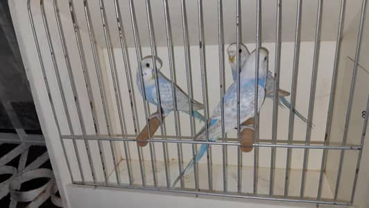 Rainbows Ready to Breed