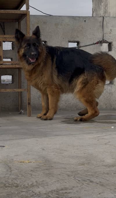 German shepherd pregnant female available