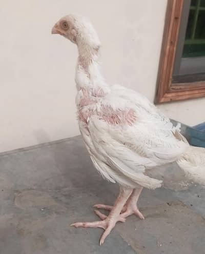 heera Aseel chicks available