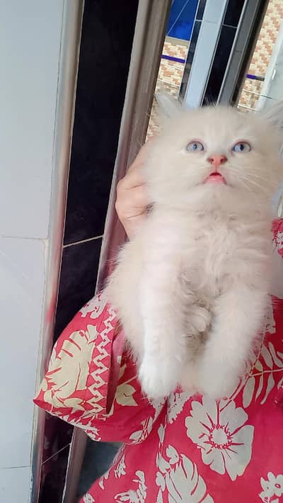 Persian cat Triple coat  Brown and mix black colour