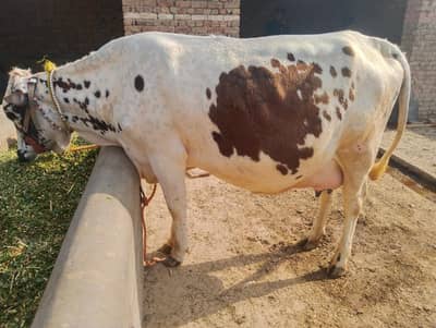 friesian cros first timer