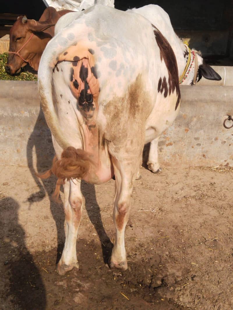 friesian cros first timer 2