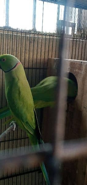 parrots for sale