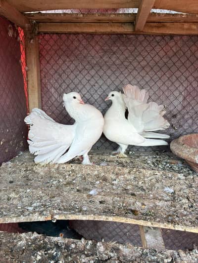 white Indian fantail lakke pair