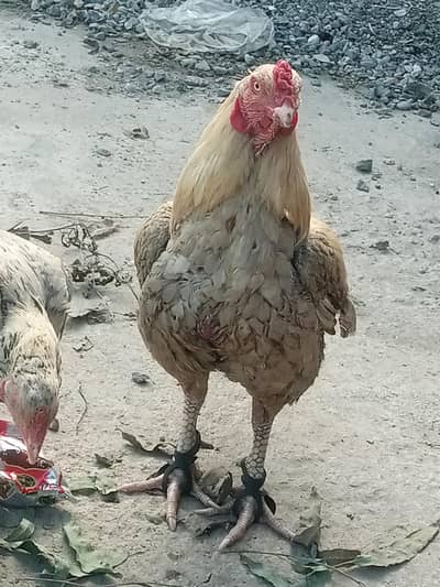 03128385122 number ha call ya WhatsApp