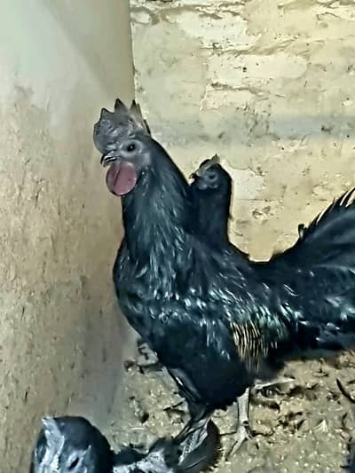 AYam semani Trio +Eggs