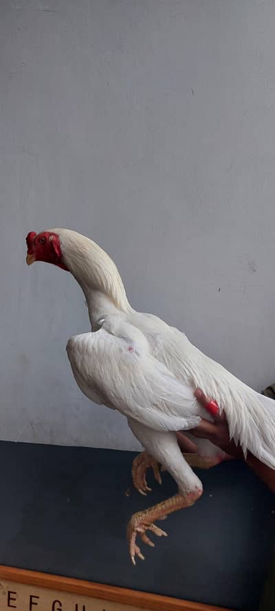 pure white Aseel shamo pair,  12 month age