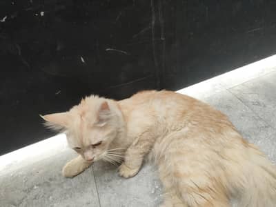 Persian Female Cat for Sale
