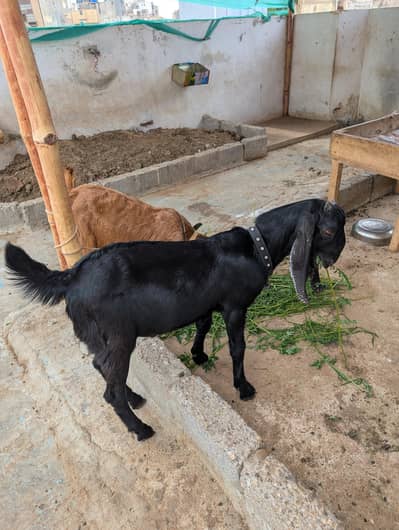 Pure Nagra Male Goat for sale