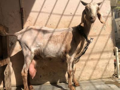 6 dant tapri bakri aur 2 female kids 03322531008